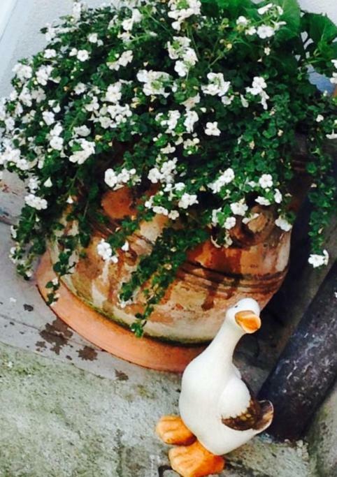 Апартаменти Papere E Tulipani Віченца Екстер'єр фото